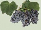 50 Isabella Grape Vine Fresh Cuttings Direct type 