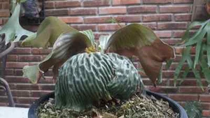 Planta Staghorn Fern Platycerium madagascariense + Certificado Fitosanitario - Imagen 1 de 7