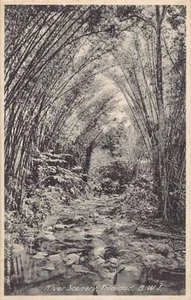 Trinidad - River scenery - Publ. Muir, Marshall & Co. - Picture 1 of 2