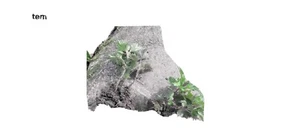 Bare Root Nettle Plants - Picture 1 of 2