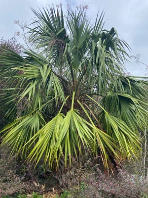 Sabal x brazoriensis Seeds.  Rare, Very Cold-Hardy, Trunking Palm Tree! - Image 1 of 4