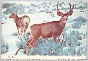 Deer Animal Art Vintage Postcard - Bild 1 von 2