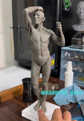 1/7 Anatomía Muscular Hombre Modelo Arte/Medicina Enseñanza Herramientas Modelo Humano Foto 1 de 4