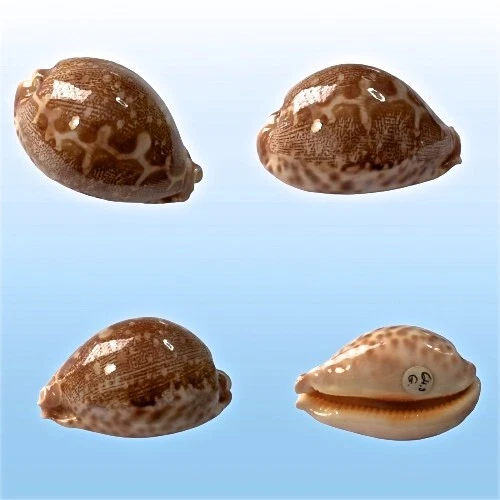 Cypraea geographica f. africola, Zanzibar Isl., Tanzania, 64,3 mm, SUPERB Foto 1 de 1