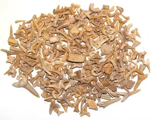 Sharks Tooth Teeth Wholesale Fossil Morocco - 140 grams - 10-30mm - Exact bag - Picture 1 of 2