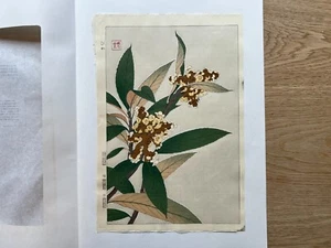 Japanese Woodblock Print “Loquat” Kawarazaki Shodo Floral Botanical Art - Picture 1 of 8