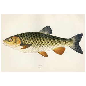 1862 Couch & Lydon British Fishes, Color Engraving CXC CHUB (Squalius cephalus) - Picture 1 of 6
