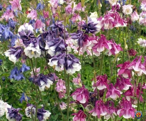 250 Dwarf Columbine Flower Seeds Aquilegia vulgaris Mixed Colors - Picture 1 of 3