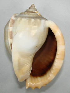 CASSIS GLAUCUM 105.65mm BEAUTIFUL RARE SPECIMEN off Nha Trang, Vietnam - Picture 1 of 2