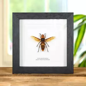 Taxidermy Queen Asian Giant Hornet Frame (Vespa mandarinia) - Foto 1 di 10