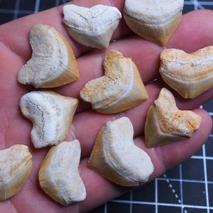 10 pieces Shark Squalicorax Pristodontus Corax Tooth Teeth lot Fossil 1838 - Picture 1 of 6