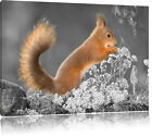 Nagendes Eichhörnchen im Moos Leinwandbild Wanddeko Kunstdruck