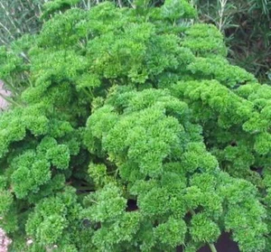 PARSLEY SEED, MOSS CURLED, HEIRLOOM, NON GMO, 100 SEEDS, PARSLEY SEEDS - Picture 1 of 1