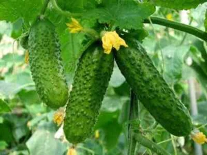 Cucumber Arctica F1 Seeds Hybrid 10 50 100 Seeds Arctic Non-GMO Worldwide - Picture 1 of 6