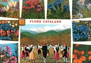 AK - OSTPYRENÄEN 66 - KATALANISCHE FLORA - Bild 1 von 2