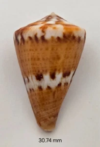 Conus (Rhizoconus) Capitaneus - 30.74 mm - Great Color & Pattern - Picture 1 of 11