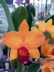 FPOrchids Rth. Chief Satisfaction - Flowering size - Picture 1 of 4