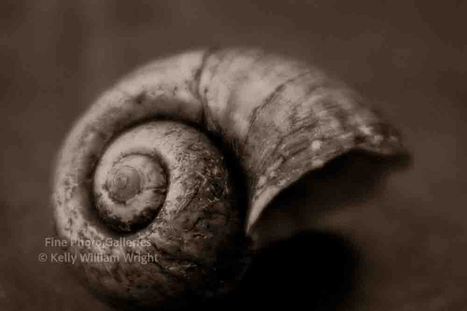 KELLY WILLIAM WRIGHT Bodegón Manzana Caracol Shell Original Zen Foto Arte 13x19 Foto 1 de 1