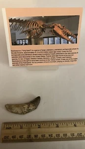 BASILOSAURUS TOOTH FOSSIL Late Eocene 40 Mi Yrs Old Artiodactyl 2” CS 8 - Picture 1 of 3
