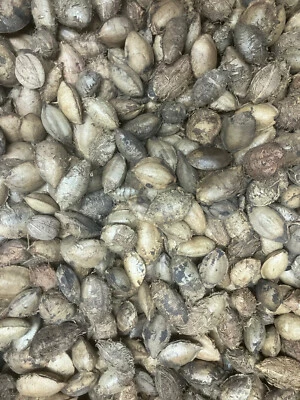 1kg Seemandelbaum Saatmandeln / Samen / Papageienfutter original aus der Heimat - Bild 1 von 3