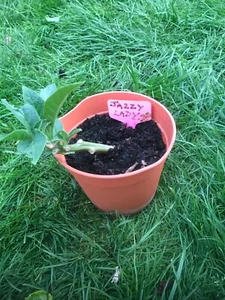 brugmansia jazzy lady - Picture 1 of 2