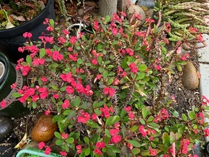 3  different Euphorbia Milii 'Crown of Thorns cuttings. - Picture 1 of 5