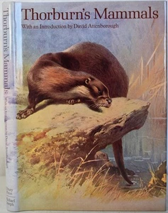 Archibald THORBURN'S MAMMALS. British Wildlife Paintings. Bats to Whales - Picture 1 of 6