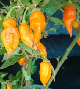 Sunset Sting F2 - 10+ Chilli Seeds - Australian Grown - Exclusive Hybrid - Picture 1 of 8