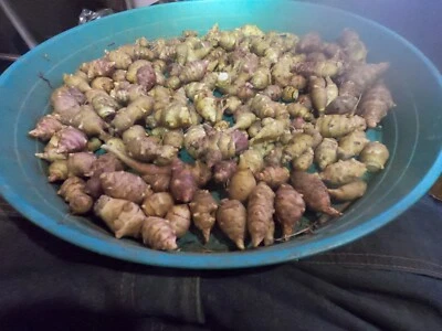 Jerusalem Artichoke Grab Bag of Various Sunchoke Varieties - Small SEED Tubers - Image 1 of 4