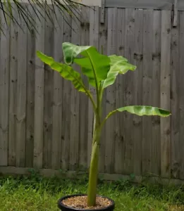 DWARF LADY FINGER BANANA, TREE'S, PLANT'S (PICTURES UPDATED) VICTORIAN GROWERS - Picture 1 of 6