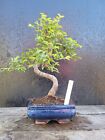 Bonsai Tree Chinese Elm Live Indoor Outdoor Houseplant In 15Cm Bonsai Pot 7
