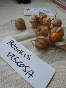 Grosella espinosa del cabo - Physalis viscosa - 10+ semillas - ¡DULCE MIEL! So 022 - Imagen 1 de 1