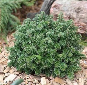 Zwerg Koreatanne Brillant 15-20cm - Abies koreana - Bild 1 von 1
