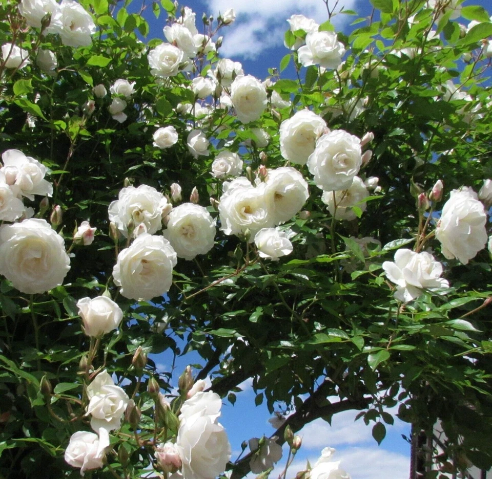 White Etoile de Hollande FRAGRANT Climbing Rose 6 Cuttings for Planting - Image 1 of 3