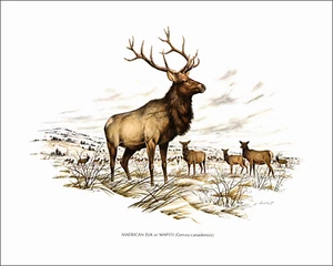 1979 Vintage Print AMERICAN ELK Antlers Wapiti Snow Forest Art By James Lockhart - Picture 1 of 3