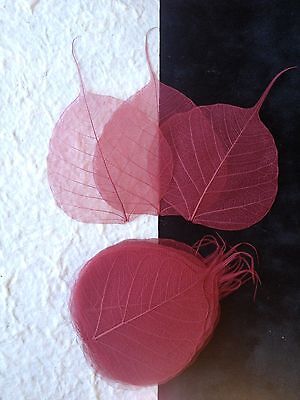 25 Cranberry Red Burgundy Leaves Po Bo Banyan Skeleton Leaf See Through Small • 2.89$