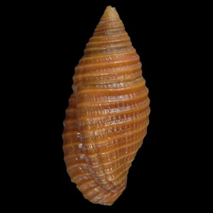 MITRA (Pseudonebularia) TABANULA (Mactan Isl., Philippinen) 12,7 mm #47662 - Bild 1 von 3