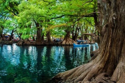 Montezuma Bald Marsh Cypress Tree Seeds (Taxodium mucronatum) Fast, Bonsai, Rare - Image 1 of 4