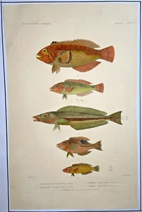 FISHS OCEANIA 1833-34 VOYAGE DE L'ASTROLABE DUMONT D'URVILLE LARGE ANTIQUE PLATE - Picture 1 of 4