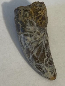 t rex tooth - Picture 1 of 5