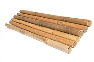 Bambusrohr Madake natur 100cm Durch. 4 bis 5cm, hitzebehandelt gelbbräunlich - Bild 1 von 5