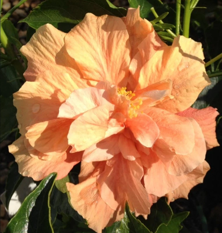 Hibiscus Double Golden Peach Live Plant - 18-24" Tall - No Pot - Large Flower - Image 1 of 4