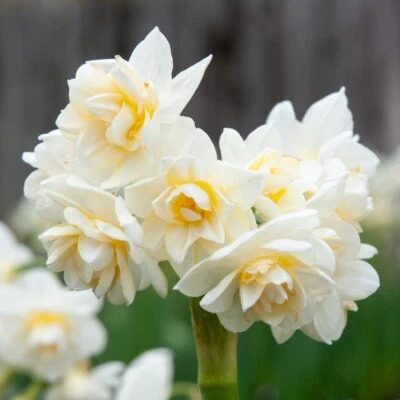 PAPERWHITE 'ERLICHEER' CHINESE SACRED LILY FLOWER BULBS FRAGRANT INDOOR BLOOMS!! - Image 1 of 2