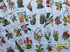 Botanical Postcards Lucky Dip: Set Of 5, 10, or 20, New York Botanical Garden
