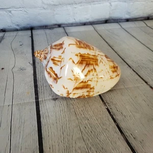 Cymbiola Flavicans schöne 5,5 cm reife Muschel Muschel Ozean - Bild 1 von 10