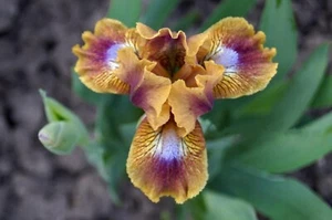 Zwerg-Schwertlilie / Iris KEWLOPOLIS - Bild 1 von 3