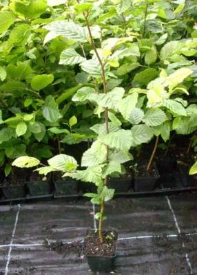 1 x Weißbuche - Hainbuche Hecken-Pflanzen im Topf 35-50 cm - Bild 1 von 2