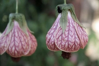 Abutilon pictum | Pink Chinese Lantern | 10 Seeds - Image 1 of 4