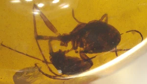 Superb Cretaceous Worker Ant in Burmese Burmite Amber Fossil Dinosaur Age - Picture 1 of 10