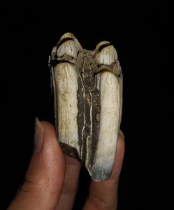 ¡¡INCREÍBLES AMONITAS!! GEMA FÓSIL DE MAMÍFERO DIENTE DE BISONTE, DE JAVA, INDONESIA, 49 MM - Imagen 1 de 6